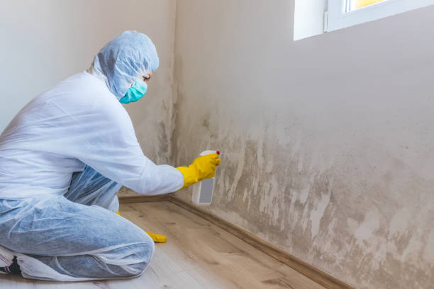 Mold Testing and Removal in Crainville, IL
