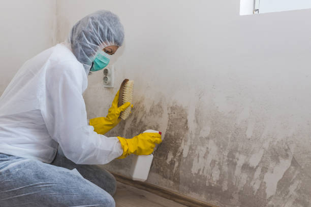 Best Attic Mold Removal  in Crainvle, IL
