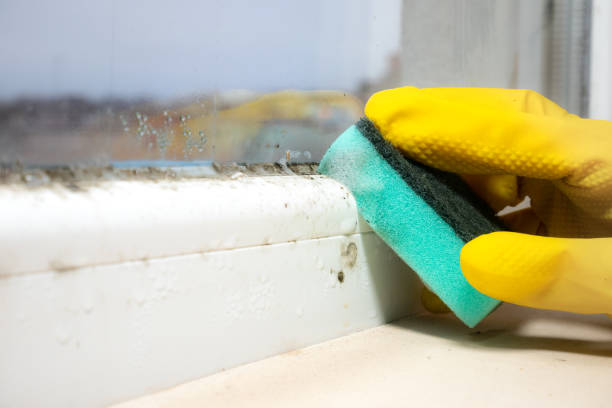 Best Professional Mold Removal  in Crainvle, IL