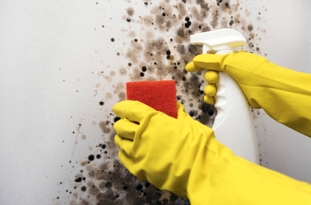 Best Mold Removal Near Me  in Crainvle, IL