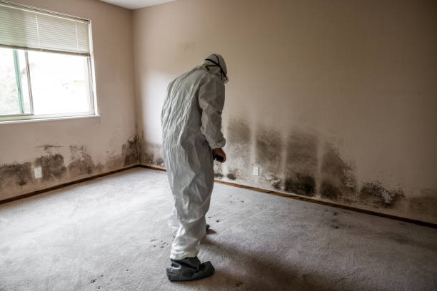 Certified Mold Removal in Crainville, IL