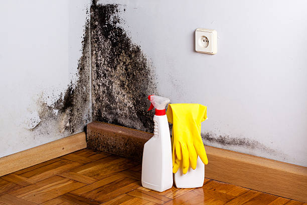 Best Certified Mold Removal  in Crainvle, IL