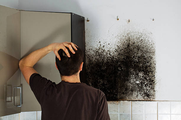 Best Mold Removal Near Me  in Crainvle, IL