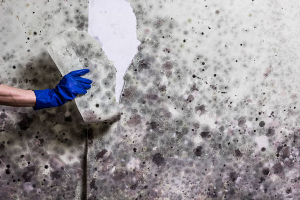 Best Local Mold Removal Service  in Crainvle, IL