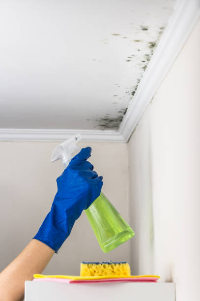 Best Emergency Mold Removal  in Crainvle, IL